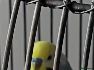 Budgerigars birds 2025 rainbow cock budgie 🌈 - Advert 4