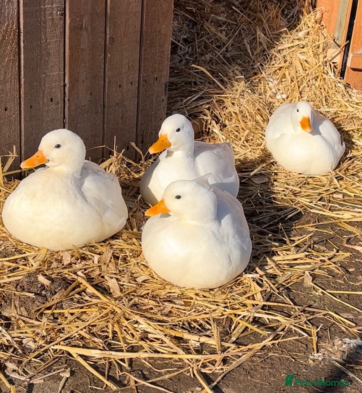 Ducks poultry Call ducks for sale  - Advert 2