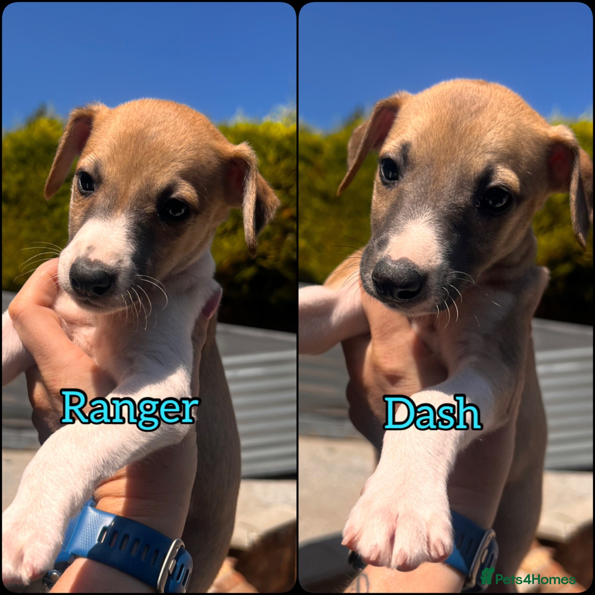 Whippet dogs Just 2 Kennel club registered whippet Boys left. - Advert 17