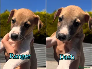 Whippet dogs Just 2 Kennel club registered whippet Boys left. - Advert 1
