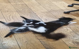 Domestic Shorthair cats for sale: 3 Perfect Black and White Girls Kittens - Image 6