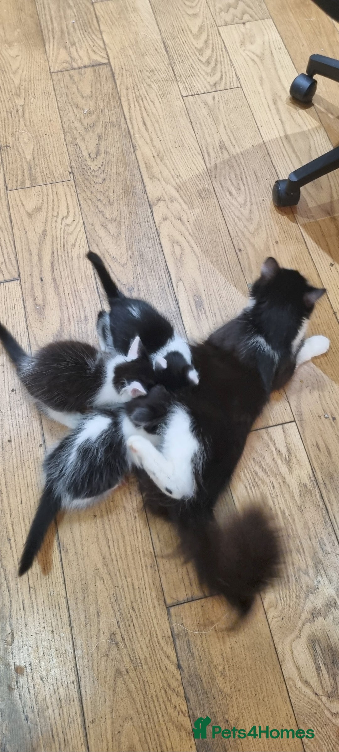 Domestic Shorthair cats for sale: 3 Perfect Black and White Girls Kittens - Image 6