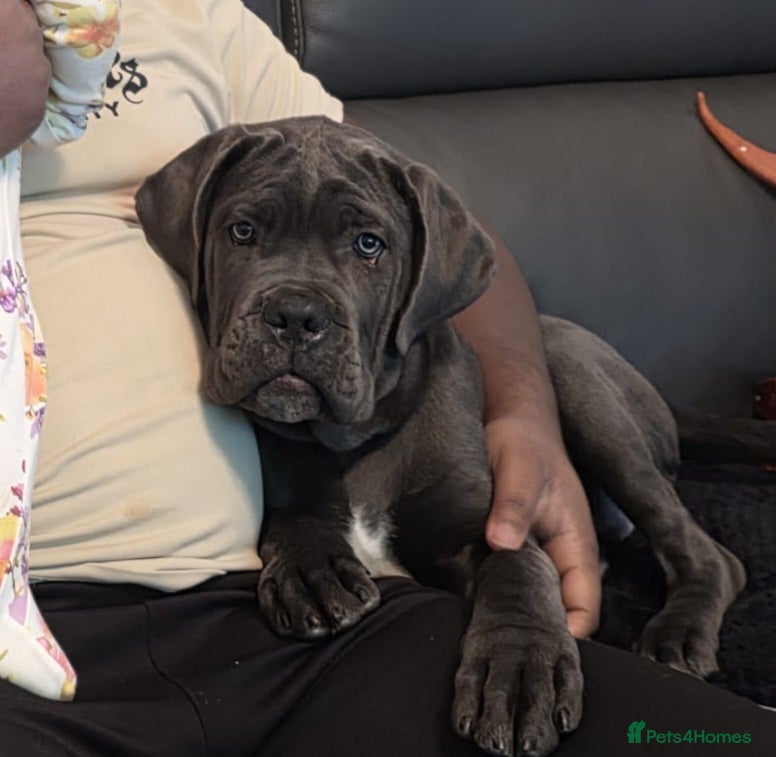 Cane Corso dogs Cane corso female - Advert 5
