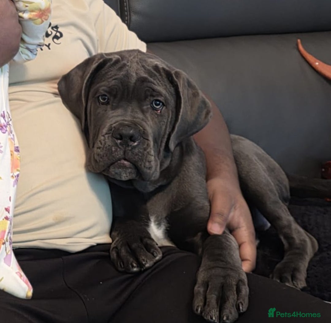 Cane Corso dogs for sale: Cane corso female - Advert 1