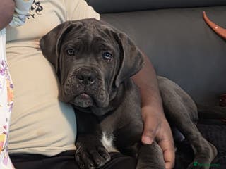 Cane Corso dogs Cane corso female - Advert 5