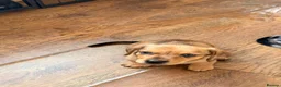 Chiweenie dogs for sale: 5 beautiful mini dachshund x chihuahua puppies - Advert 8