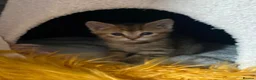 Mixed Breed cats for sale: Beautiful mixed breed kittens  in Preston - Advert 25