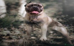 Cane Corso dogs for sale: ‼️Champion ICCF, health tested cane corso litter‼️ - Image 6
