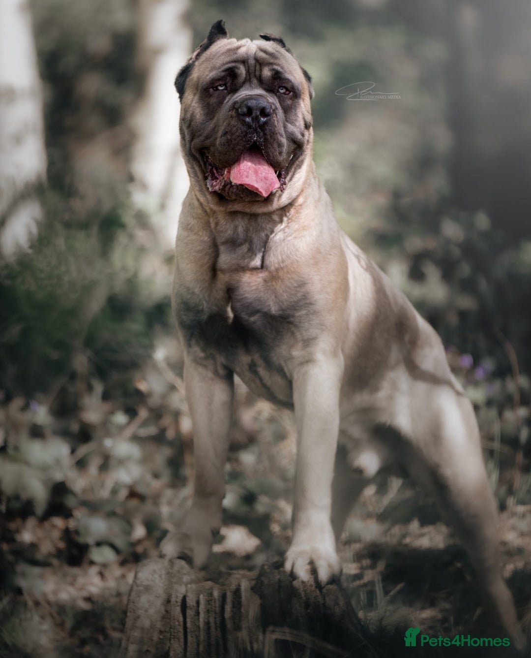 Cane Corso dogs for sale: ‼️Champion ICCF, health tested cane corso litter‼️ - Image 6