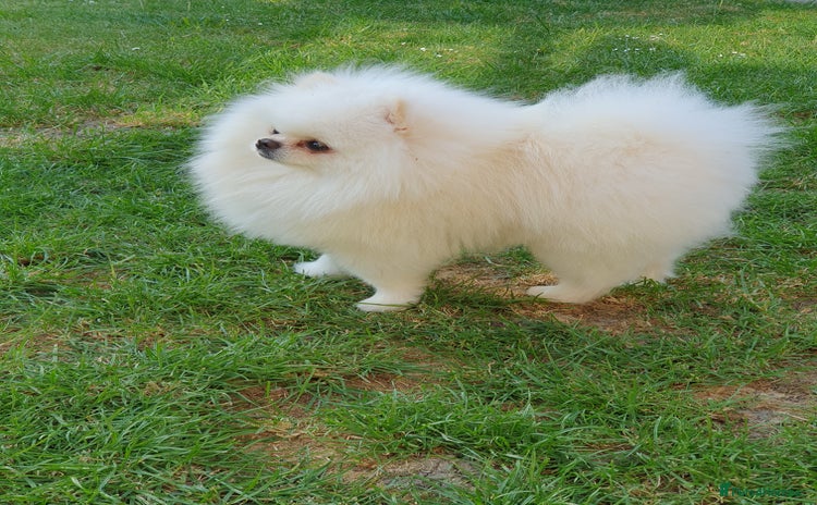 Pomeranian dogs - Advert 14