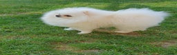 Pomeranian dogs for stud: White KC Registered pomeranian. *Stud duties only* - Advert 5