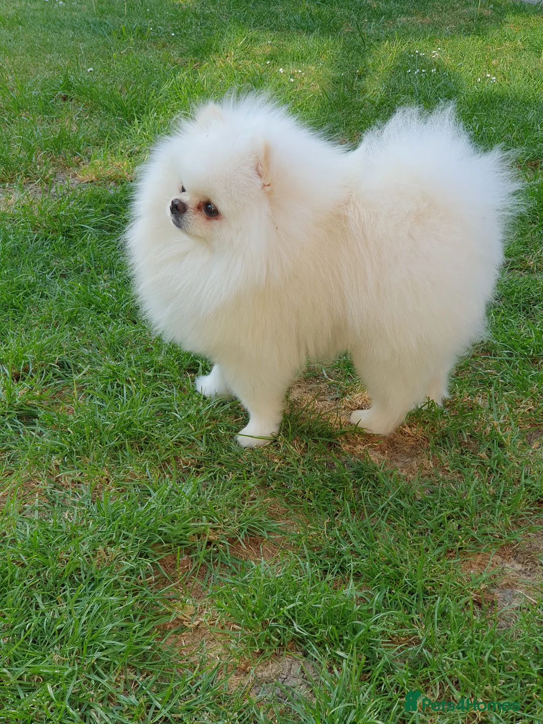 Pomeranian dogs for stud: White KC Registered pomeranian. *Stud duties only* - Advert 8