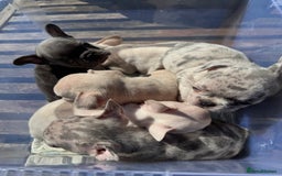 French Bulldog dogs for sale: Adorable French Bulldogs - Image 26