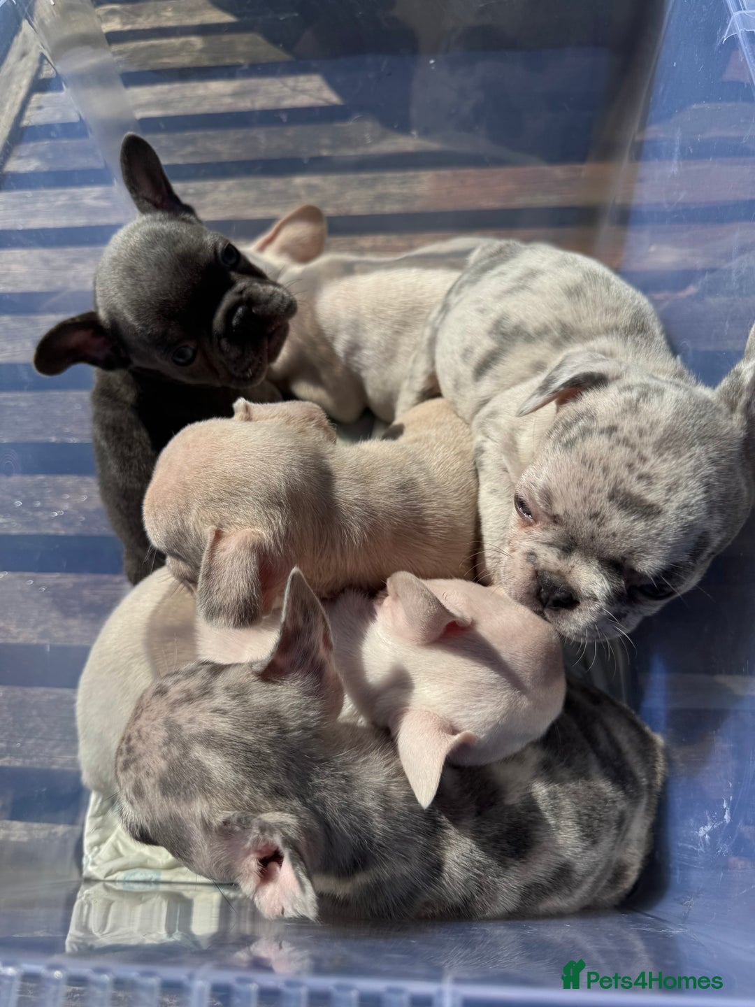 French Bulldog dogs for sale: Adorable French Bulldogs - Image 26