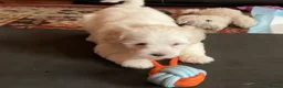 Malshi dogs for sale: Malshi Pups - Advert 5