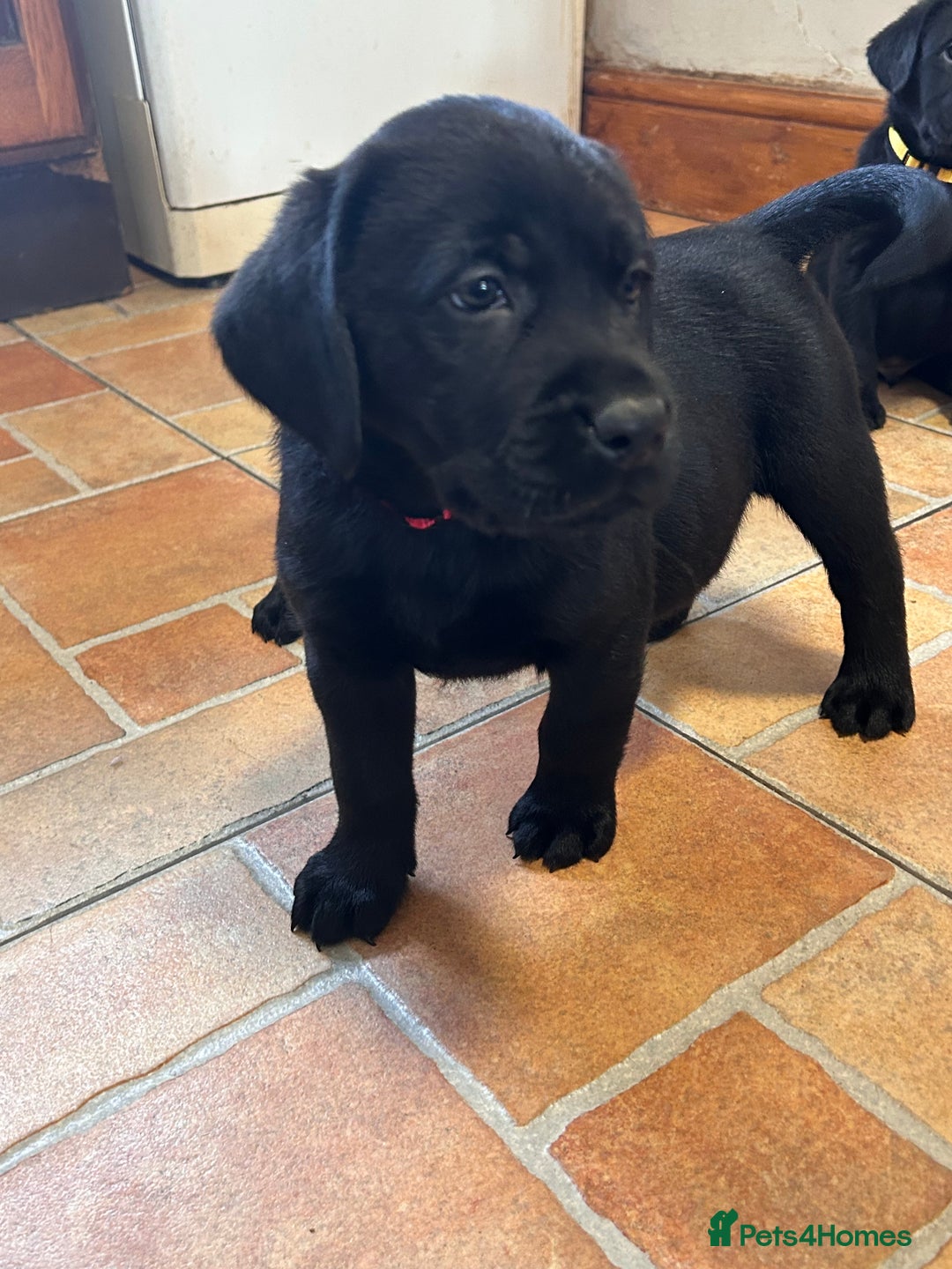 Labrador Retriever dogs for sale: GORGEOUS LITTER OF BLACK LABRADOR PUPPIES!! - Advert 16