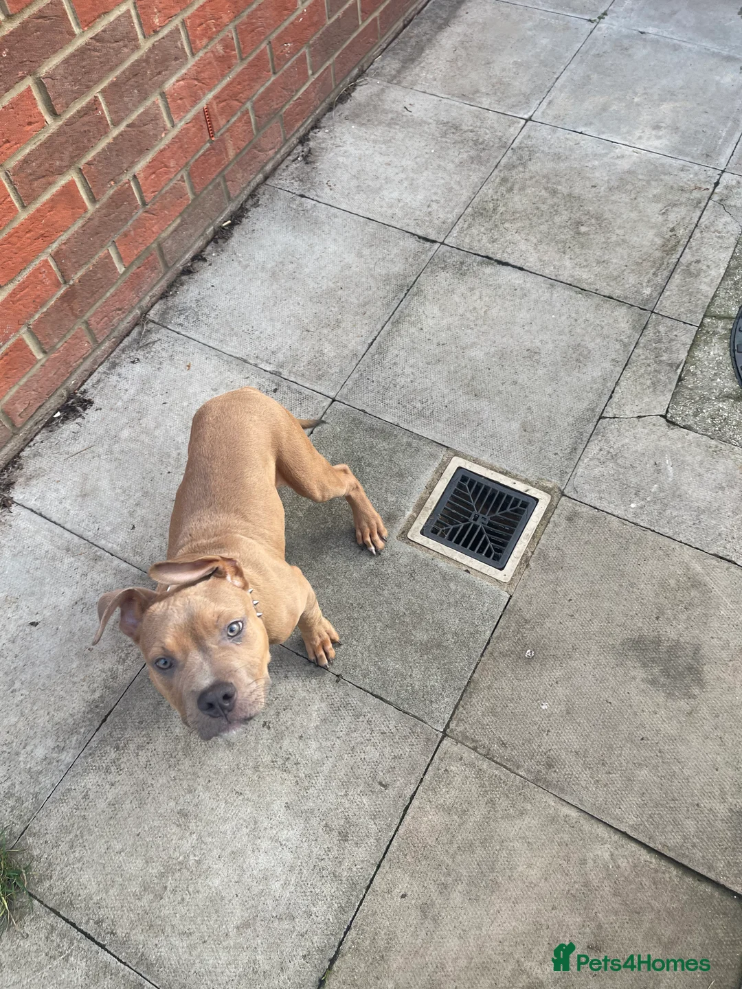 Mixed Breed dogs for sale: Olde Tyme Bulldog x American Staffordshire Pups - Advert 25