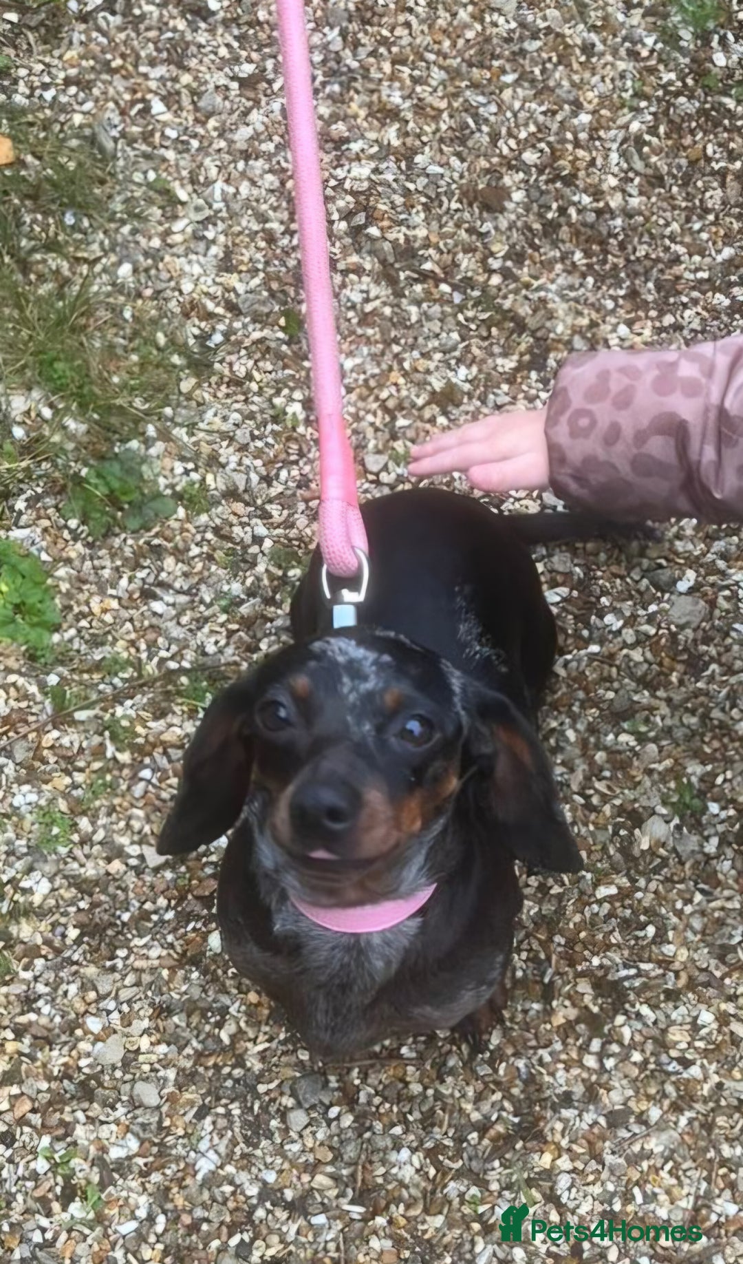 Dachshund dogs for sale: Pepper the miniature dachshund - Advert 4