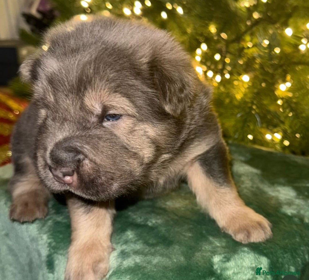 Shar Pei dogs for sale: Tan point bear and brush coat puppies - Advert 3