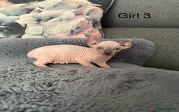 Sphynx cats for sale: Elf kittens 🔥🔥🔥 - Image 3