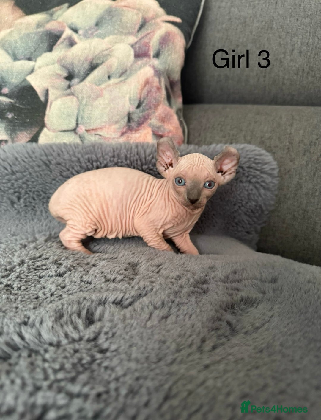 Sphynx cats for sale: Elf kittens 🔥🔥🔥 - Image 3