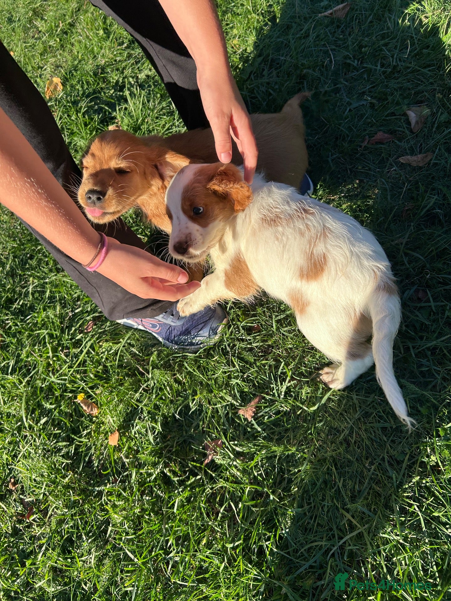 Cocker Spaniel dogs Working cocker spaniel puppies for sale  - Advert 1