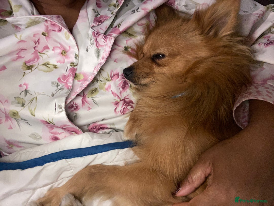 Pomeranian dogs for sale: Lovely dog for sale  - Image 4
