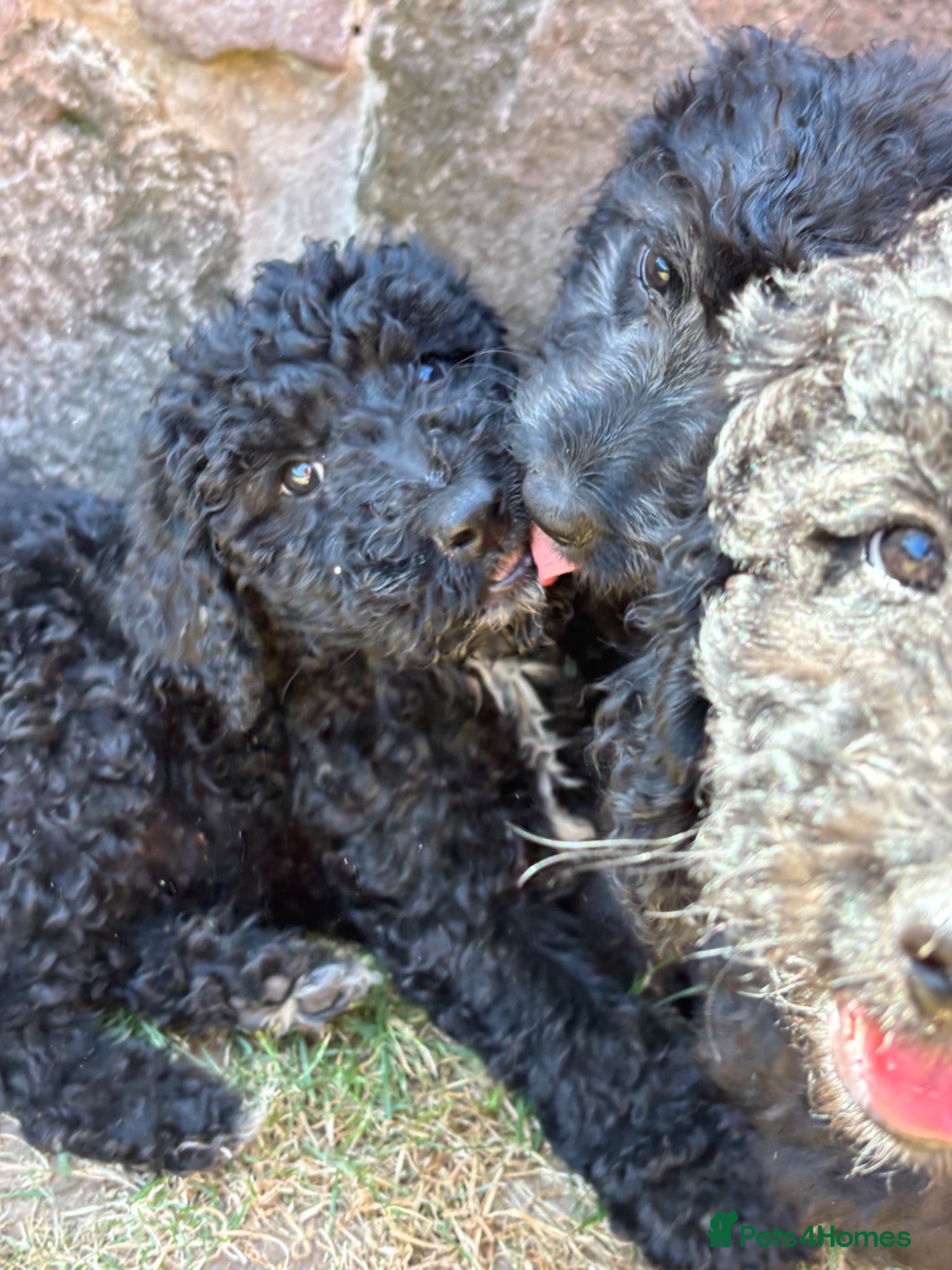 Goldendoodle dogs READY TO LEAVE Beautiful Goldendoodles - Advert 1