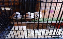 Chickens poultry for sale: Pure Breed American Silkie chicks  - Advert 5