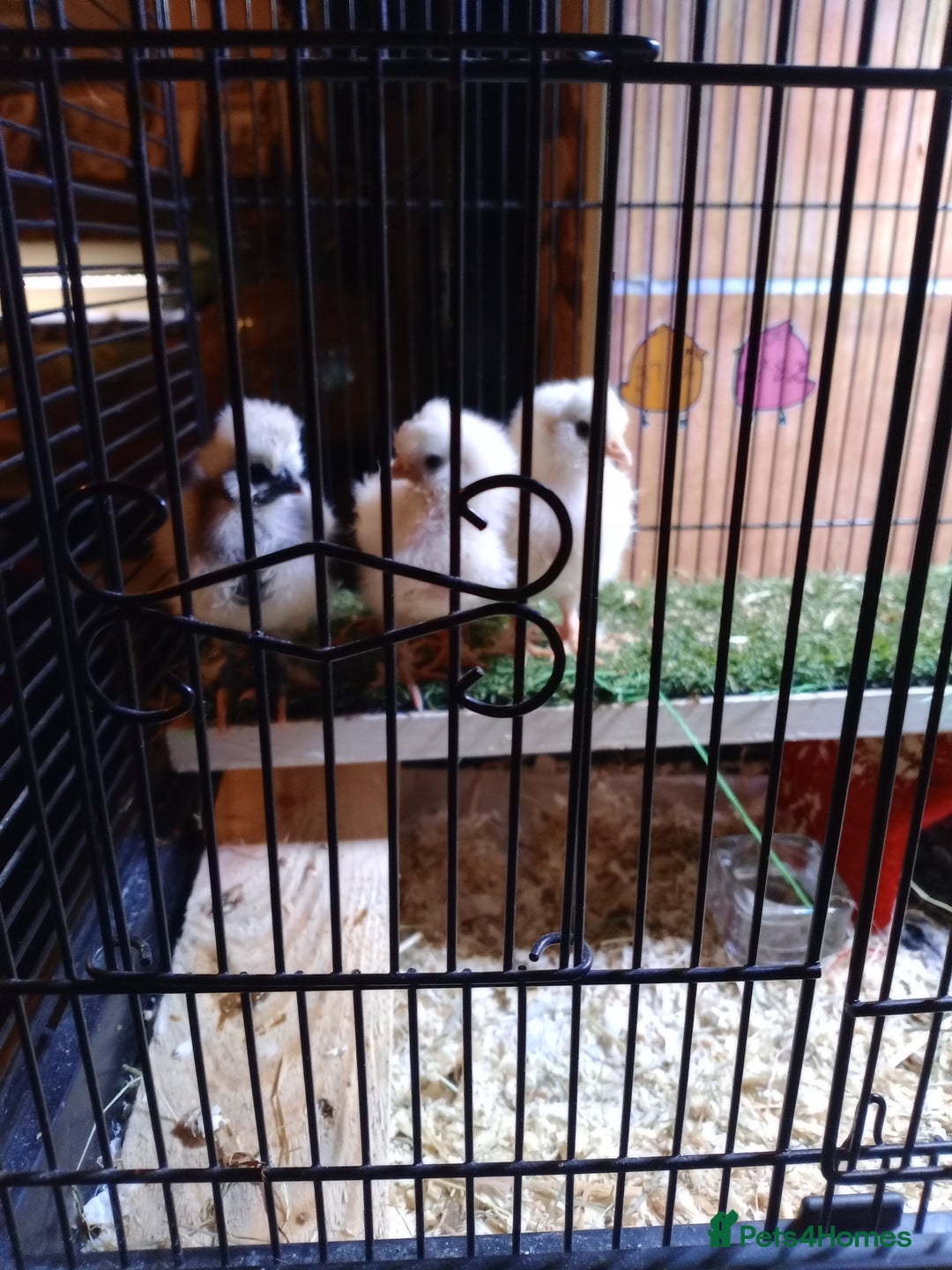 Chickens poultry for sale: Pure Breed American Silkie chicks  - Advert 5