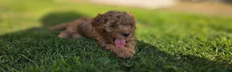 Cockapoo dogs for sale: 1 F1BB Health Tested Toy Cockapoo Left!  - Advert 16