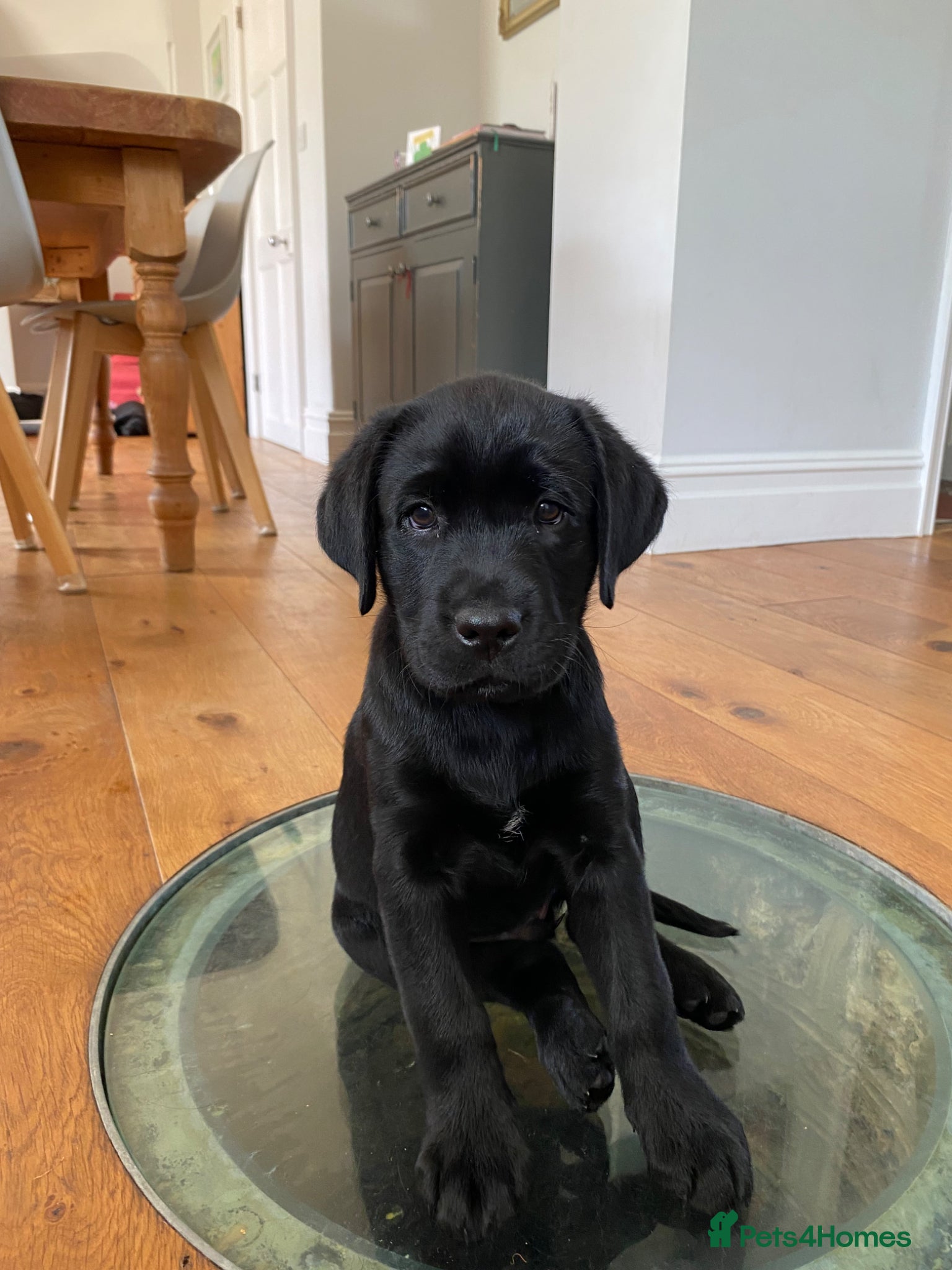 Labrador Retriever dogs Amazing family dogs; working lines, great pedigree - Advert 1