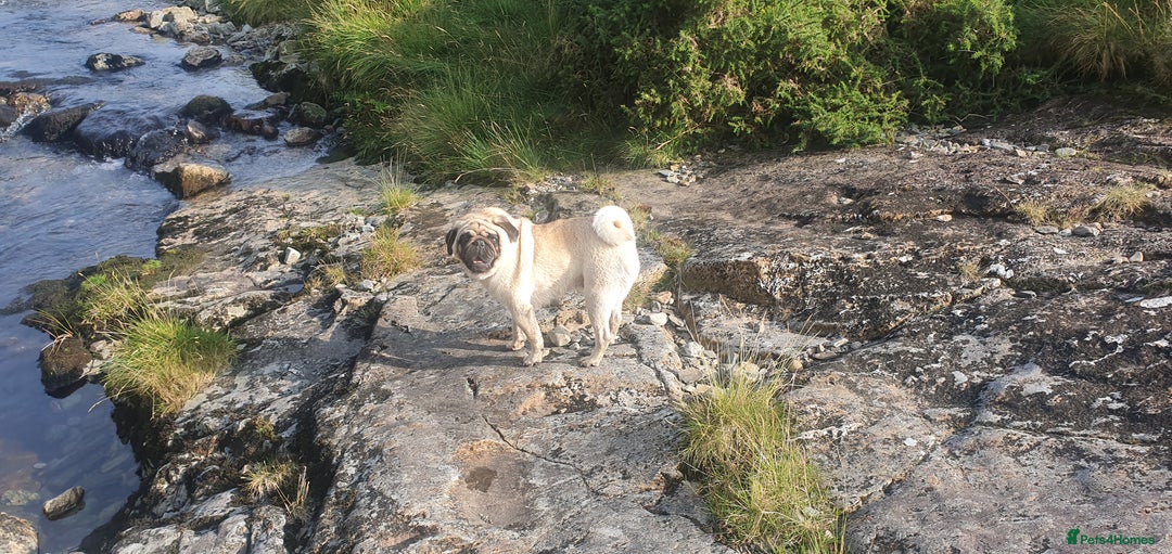 Pug dogs for sale: 3year old pug - Image 4