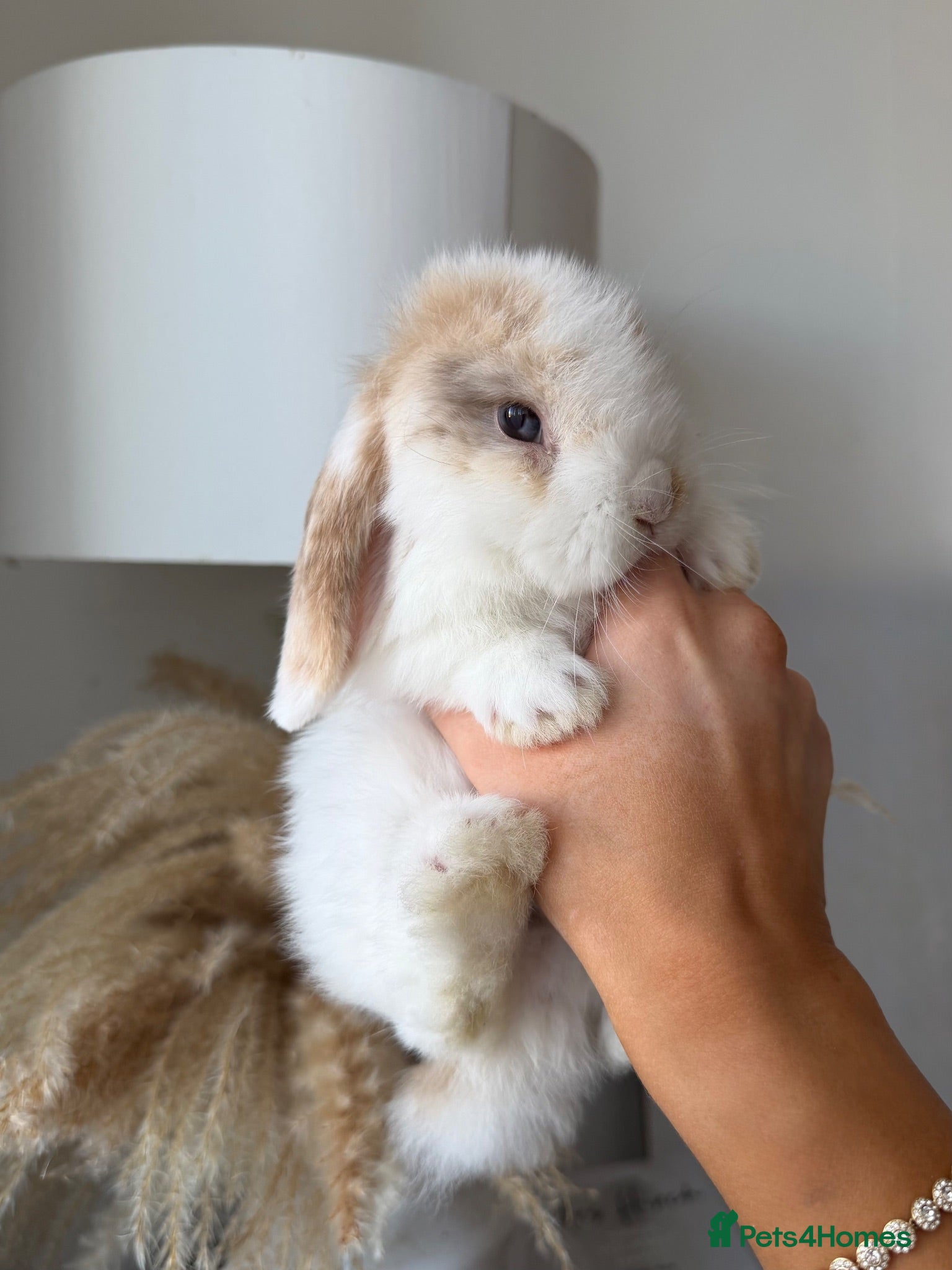 Mini Lop rabbits Mini lop boy  - Advert 2
