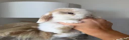 Mini Lop rabbits for sale: Mini lop boy  - Advert 1