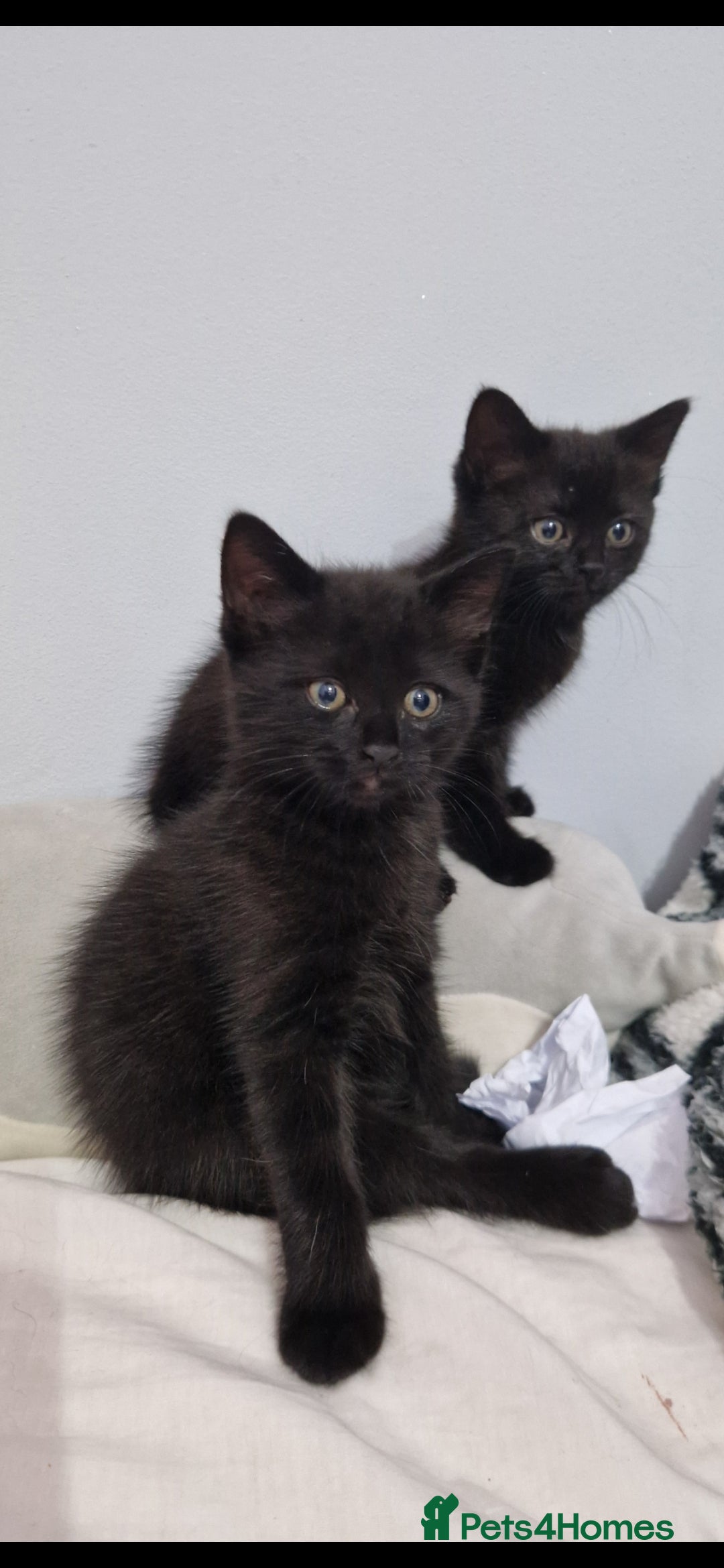 Mixed Breed cats for sale: Kittens - Advert 13