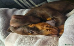 Miniature Dachshund dogs for sale: Female miniature dachshund  - Image 3