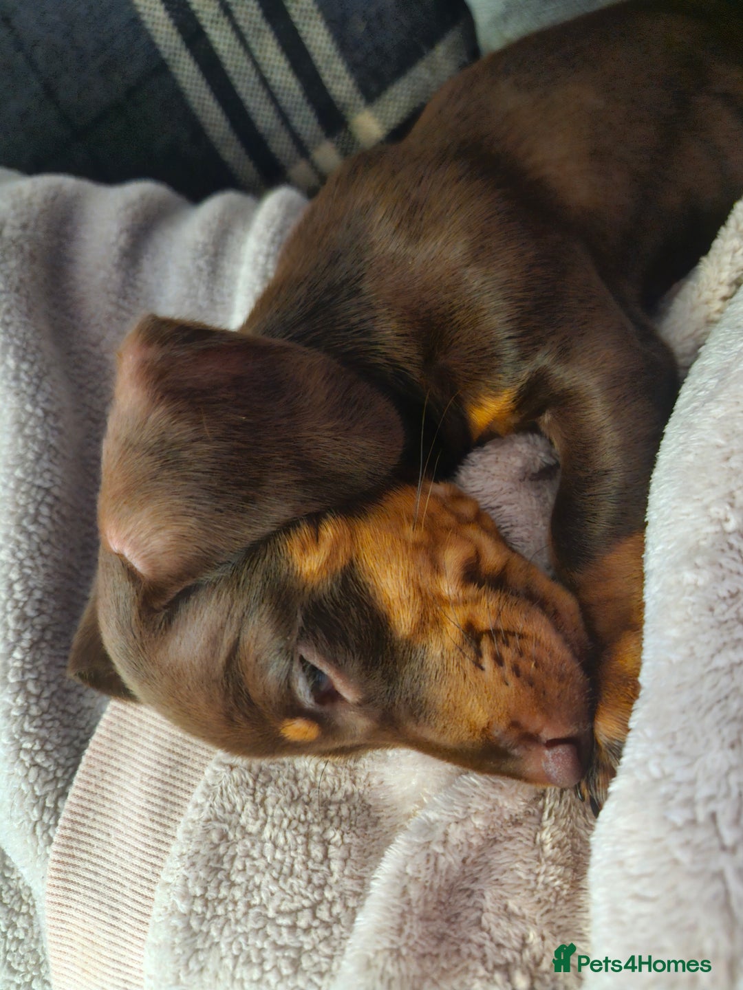 Miniature Dachshund dogs for sale: Female miniature dachshund  - Image 3