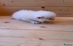 British Longhair cats for sale: Adorable Pure White Blue-Eyed British Kittens - Image 17