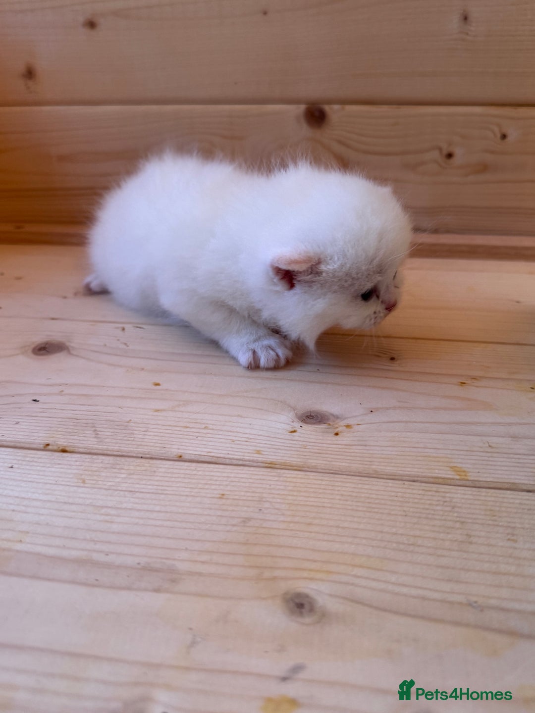 British Longhair cats for sale: Adorable Pure White Blue-Eyed British Kittens - Image 17
