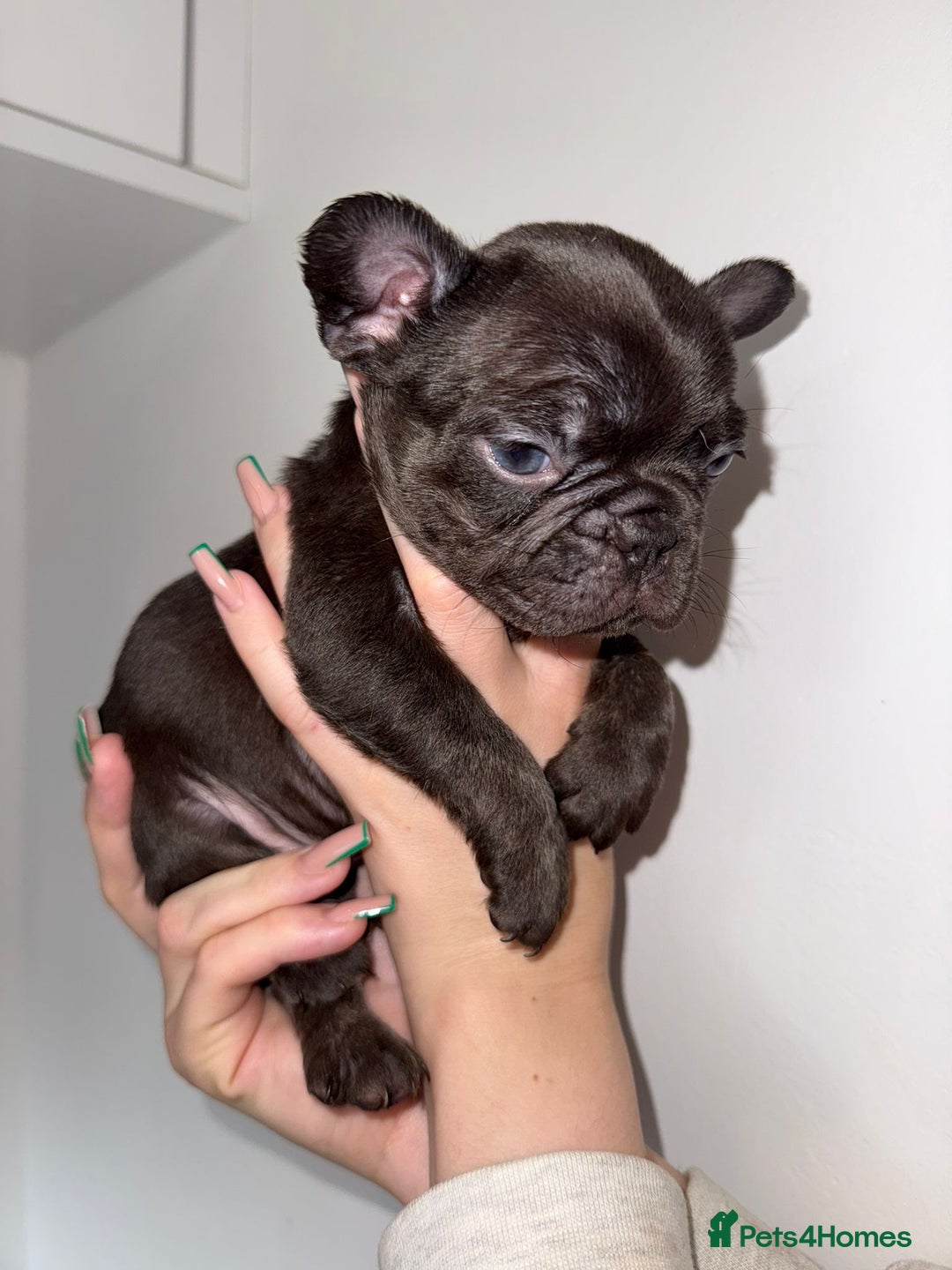 French Bulldog dogs for sale: Fluffy french bulldogs puppies - Image 13