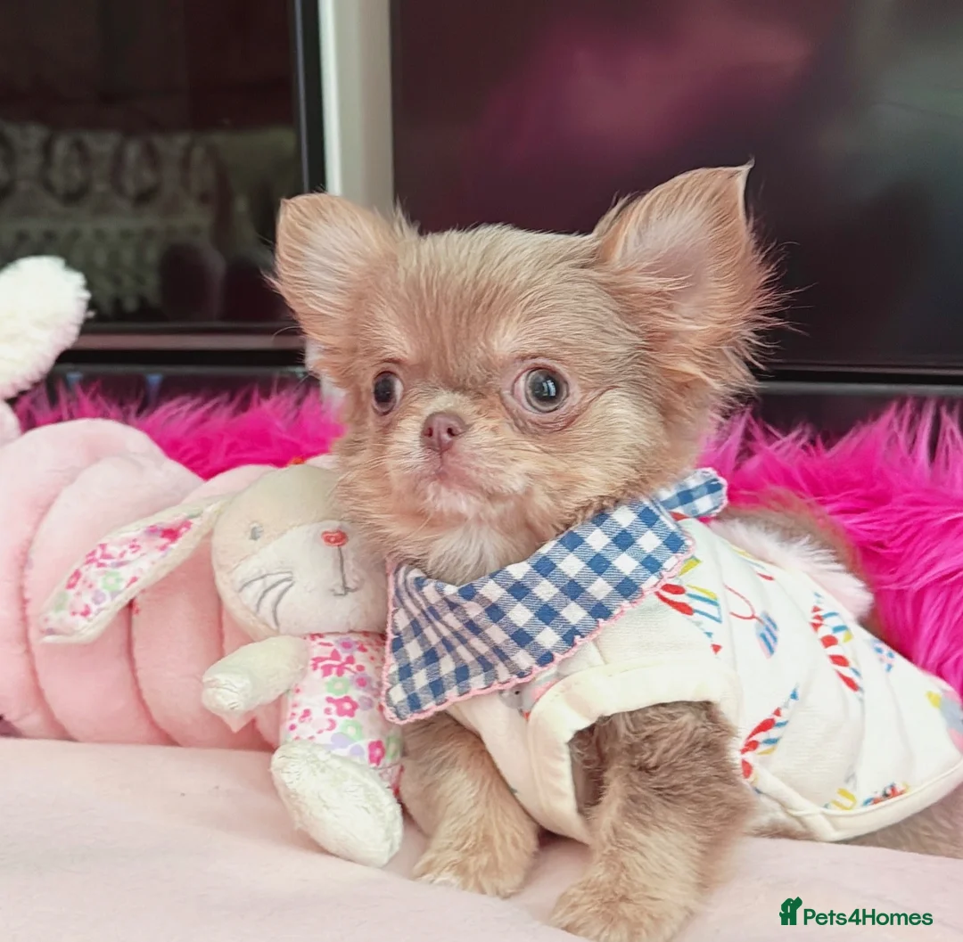 Chihuahua dogs for sale: Beautiful lilac girl - Advert 2