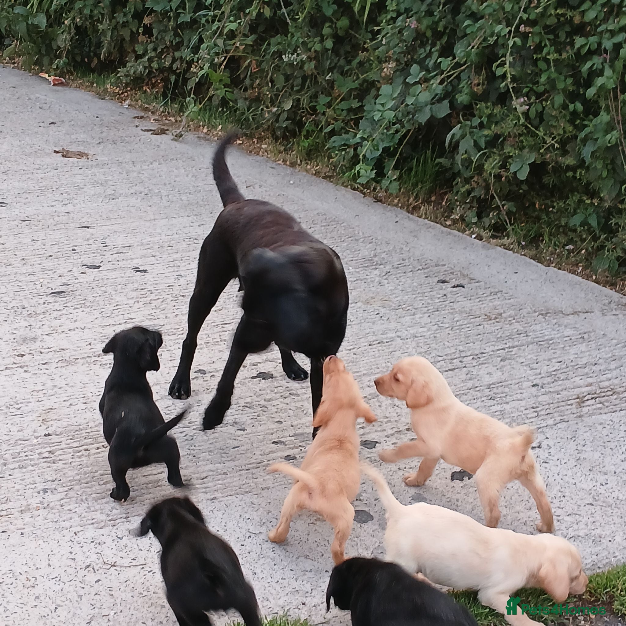 Labrador Retriever dogs pedigree Labrador puppys - Advert 2