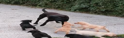 Labrador Retriever dogs for sale: pedigree Labrador puppys - Advert 1