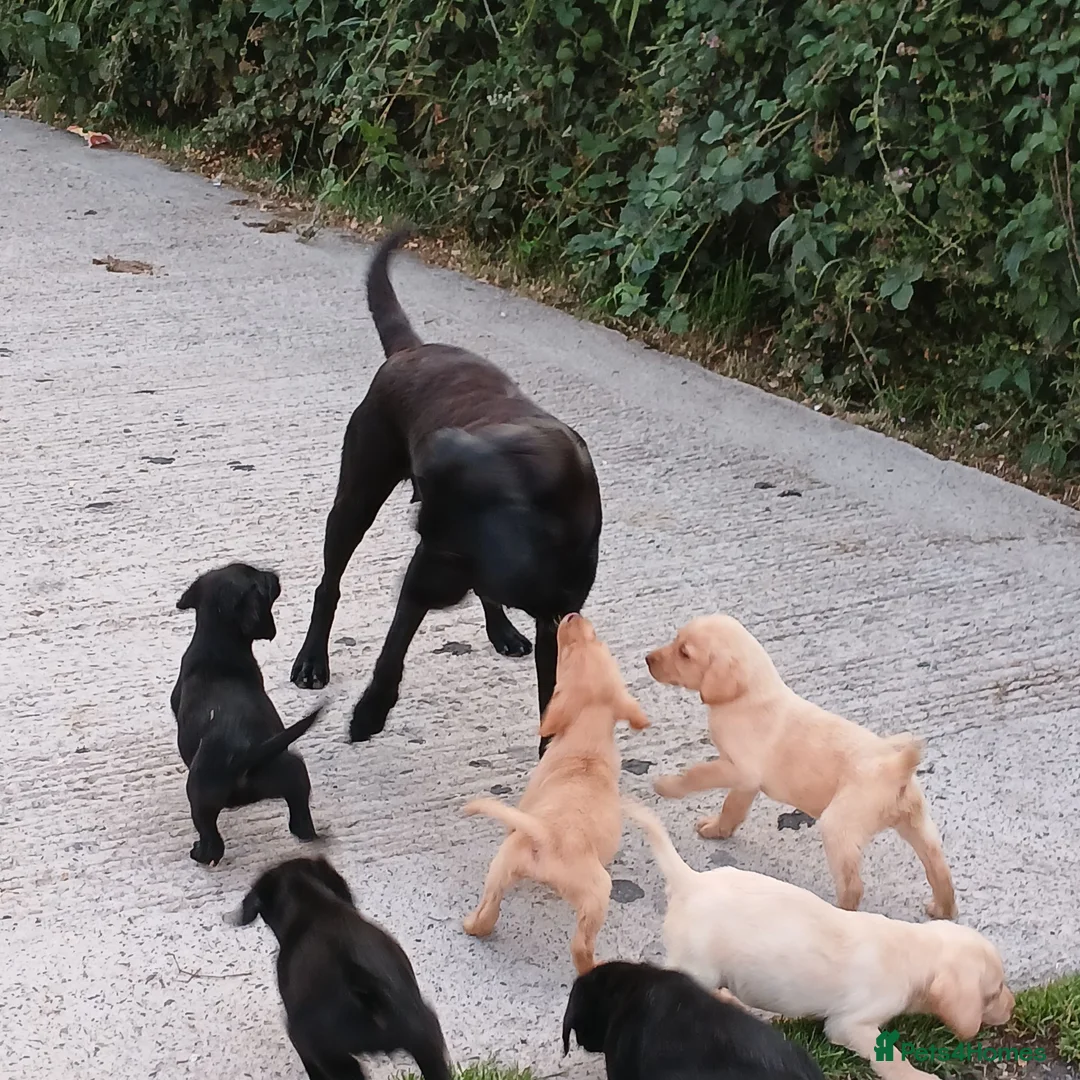 Labrador Retriever dogs for sale: pedigree Labrador puppys - Advert 1