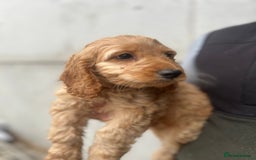 Cockapoo dogs for sale: Cockapoo Puppies - Image 3