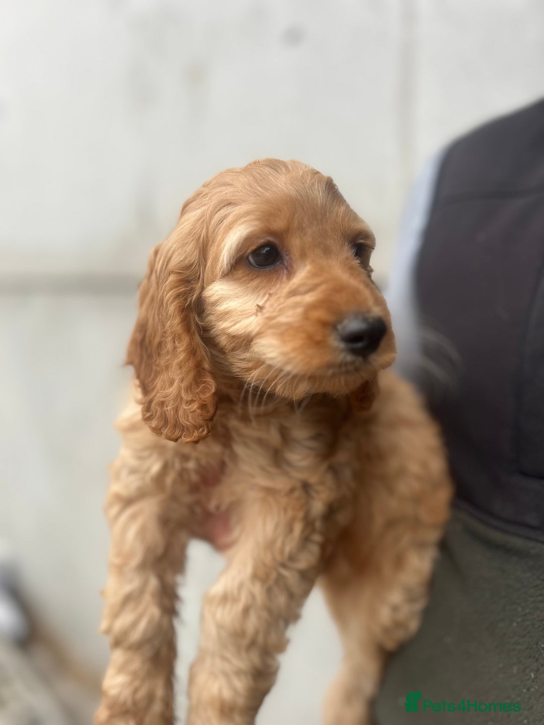 Cockapoo dogs for sale: Cockapoo Puppies - Image 3
