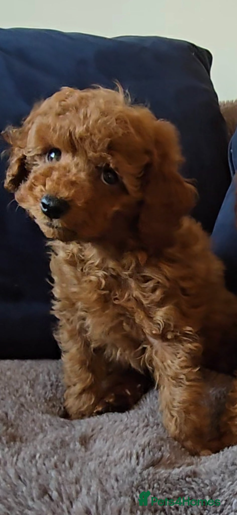 Toy Poodle dogs Quality deep red toy poodle puppy Boy - Advert 2
