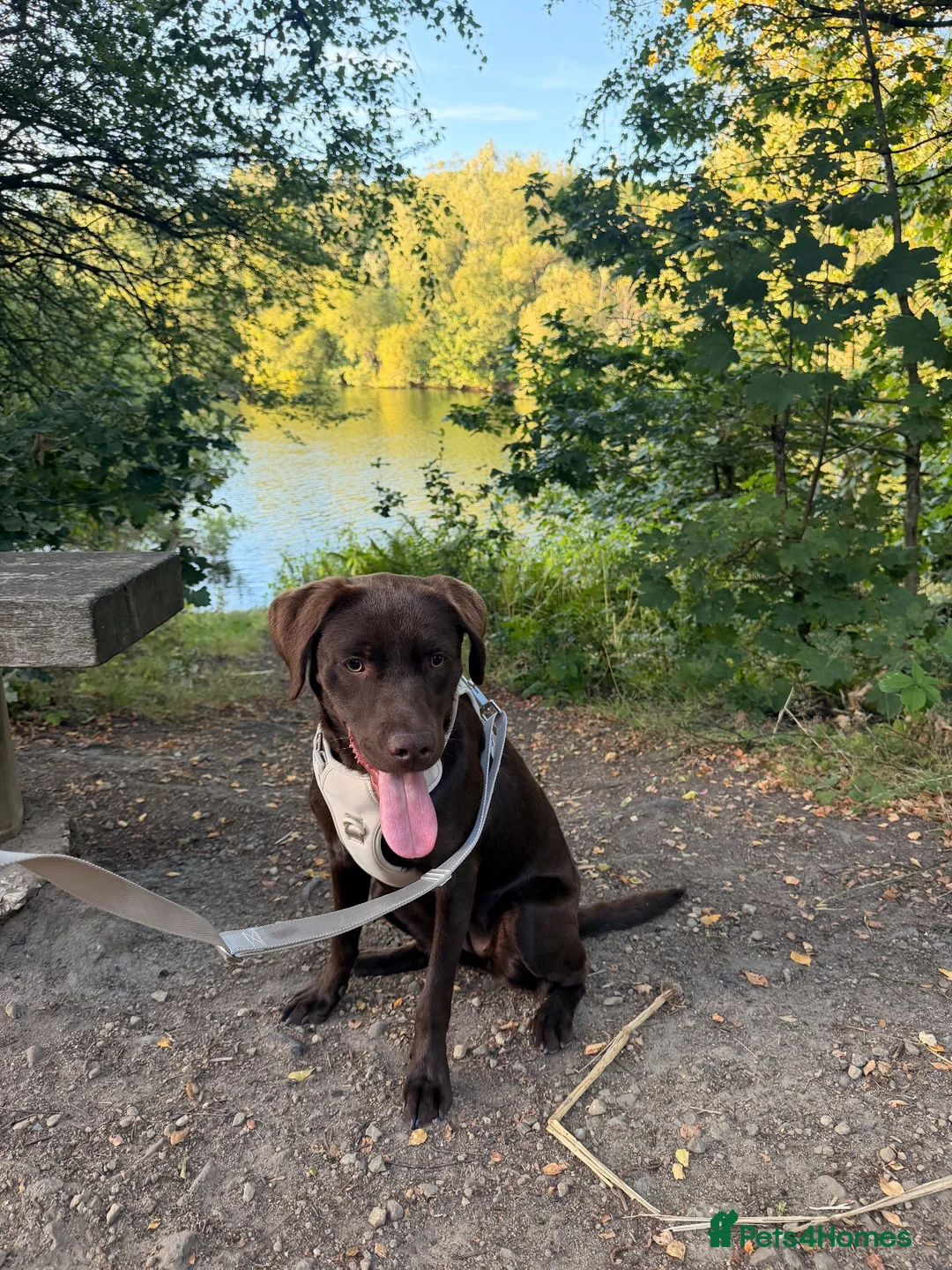 Labrador Retriever dogs for sale: Puppy Labrador for adoption in Manchester - Advert 1