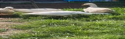 Ducks poultry for sale: 4 cherry Valley ducks (3f 1m) Bonded flock - Advert 2